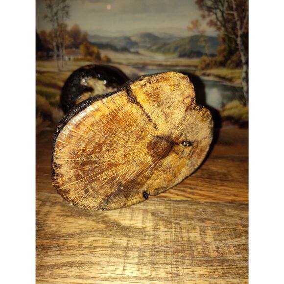 Handcrafted Mushroom/Tree Art Made from Small Live Oak Burl - Unique and Rustic - Picture 11 of 11